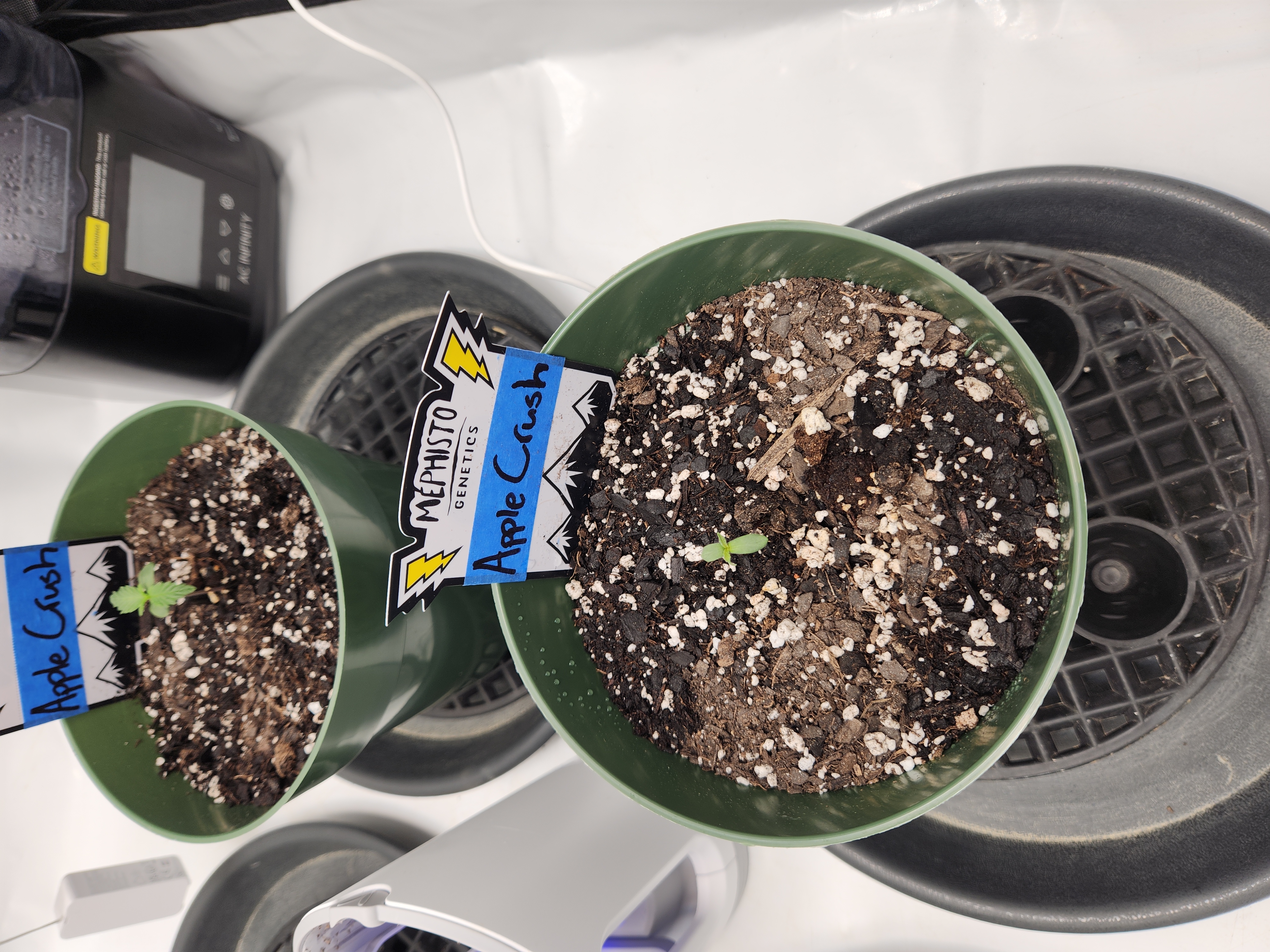 Mephisto Schoolyard Crush Grow-Pop tart OG and Apple Crush — seedling_rooting, day 12