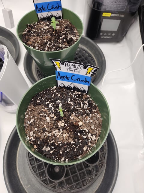 Mephisto Schoolyard Crush Grow-Pop tart OG and Apple Crush — seedling_rooting, day 12