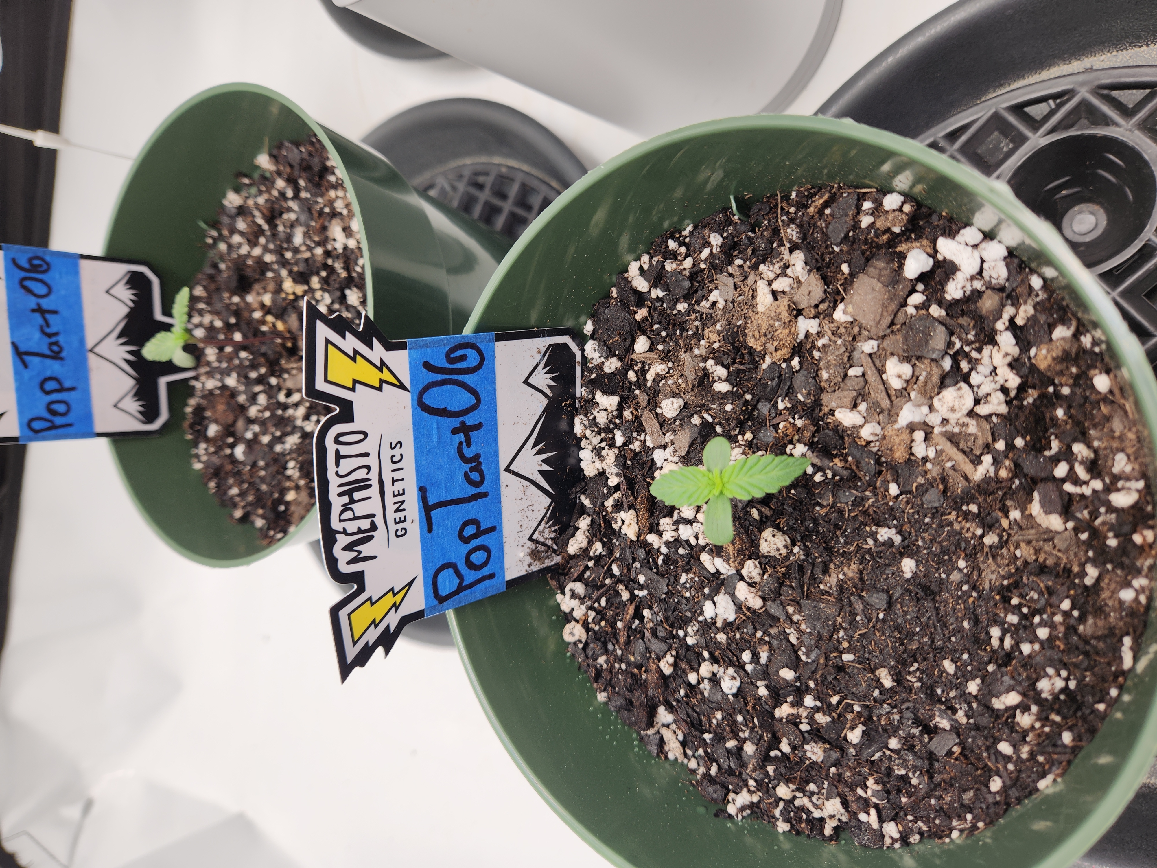 Mephisto Schoolyard Crush Grow-Pop tart OG and Apple Crush — seedling_rooting, day 12