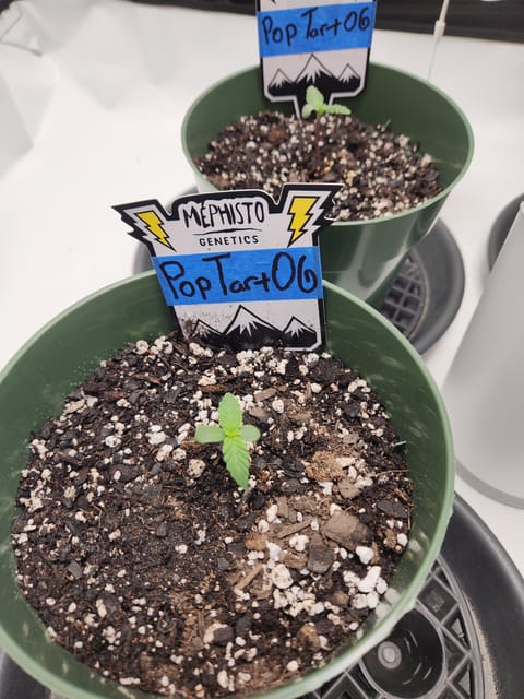 Mephisto Schoolyard Crush Grow-Pop tart OG and Apple Crush — seedling_rooting, day 12
