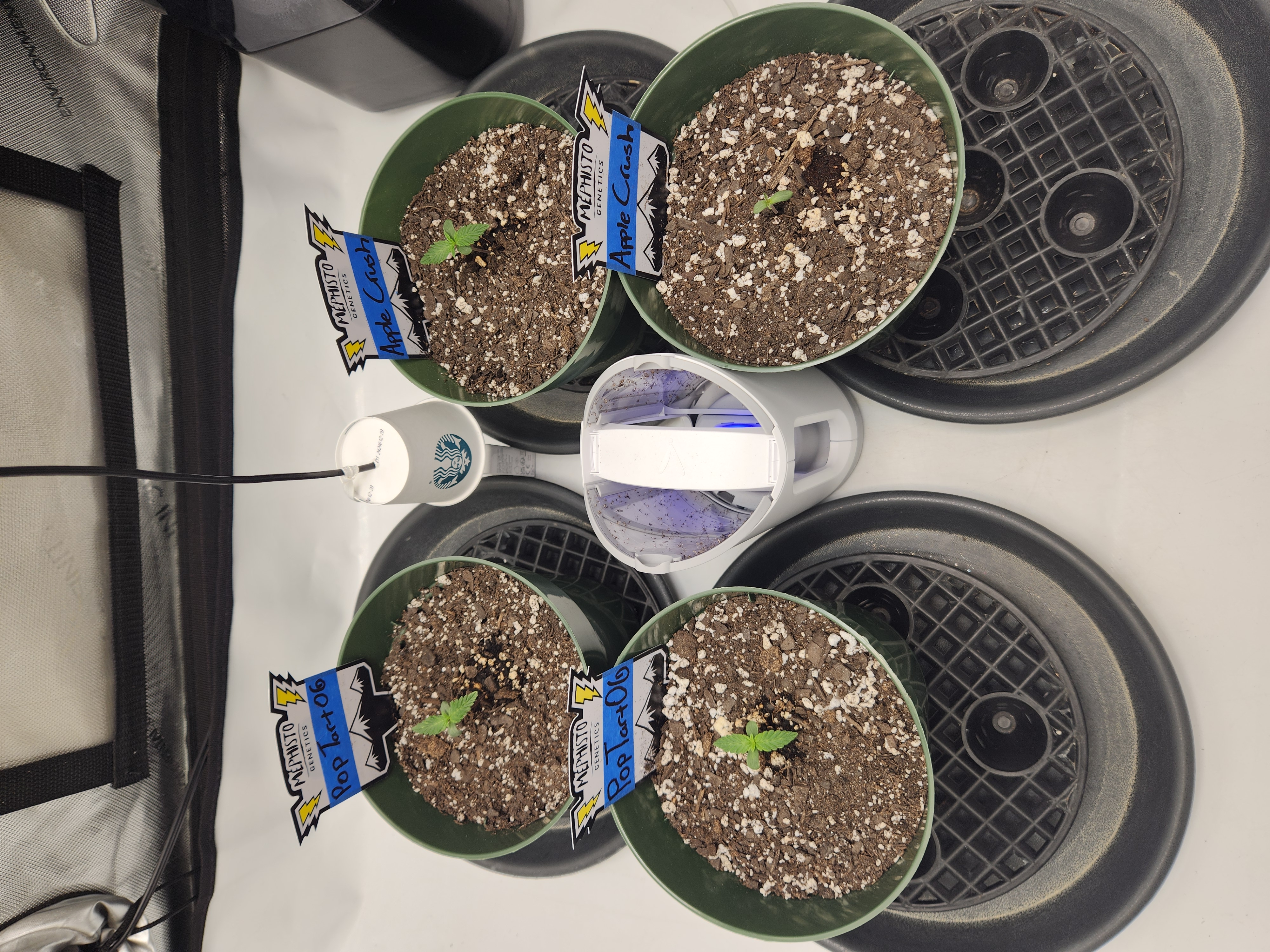 Mephisto Schoolyard Crush Grow-Pop tart OG and Apple Crush — seedling_rooting, day 13