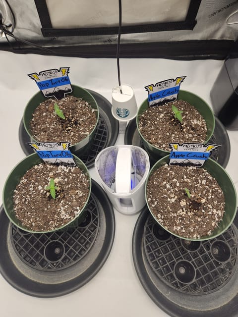 Mephisto Schoolyard Crush Grow-Pop tart OG and Apple Crush — seedling_rooting, day 13