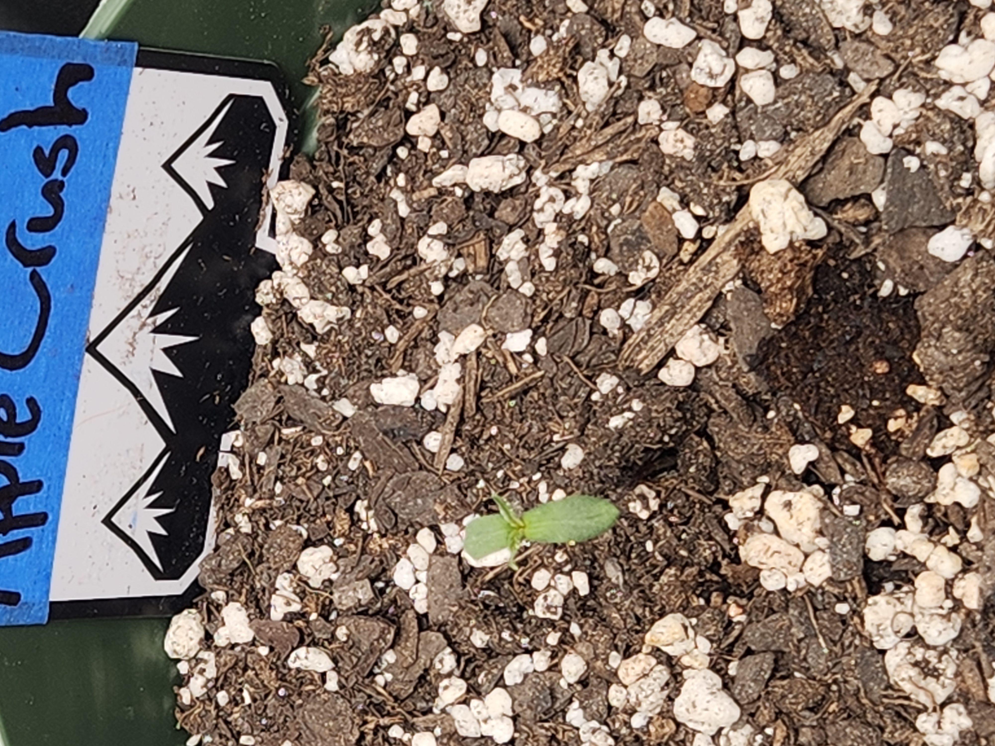 Mephisto Schoolyard Crush Grow-Pop tart OG and Apple Crush — seedling_rooting, day 13