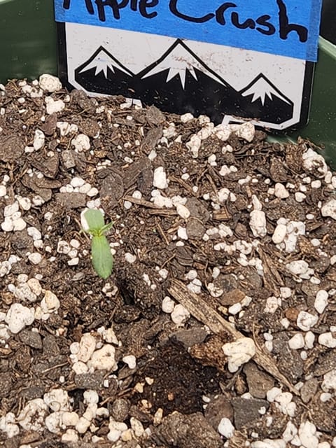 Mephisto Schoolyard Crush Grow-Pop tart OG and Apple Crush — seedling_rooting, day 13