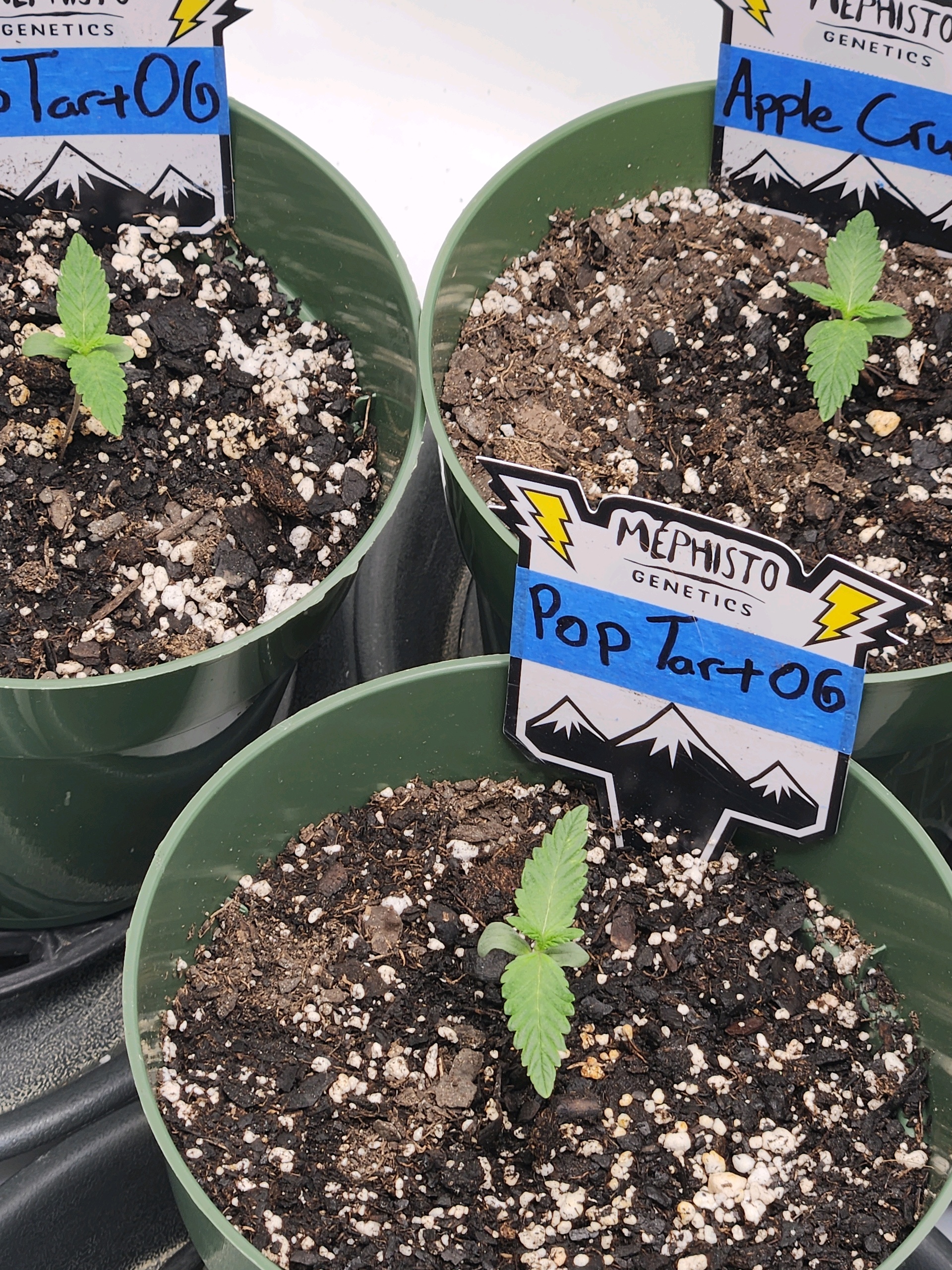 Mephisto Schoolyard Crush Grow-Pop tart OG and Apple Crush — seedling_rooting, day 14
