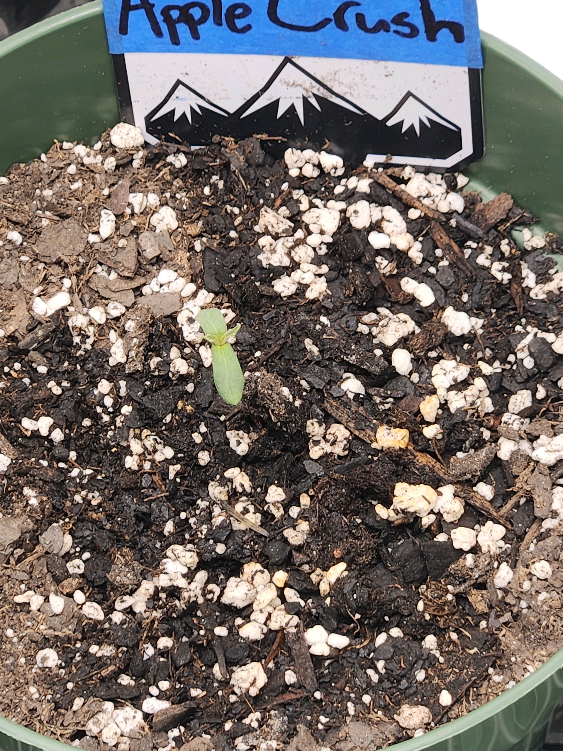 Mephisto Schoolyard Crush Grow-Pop tart OG and Apple Crush — seedling_rooting, day 14