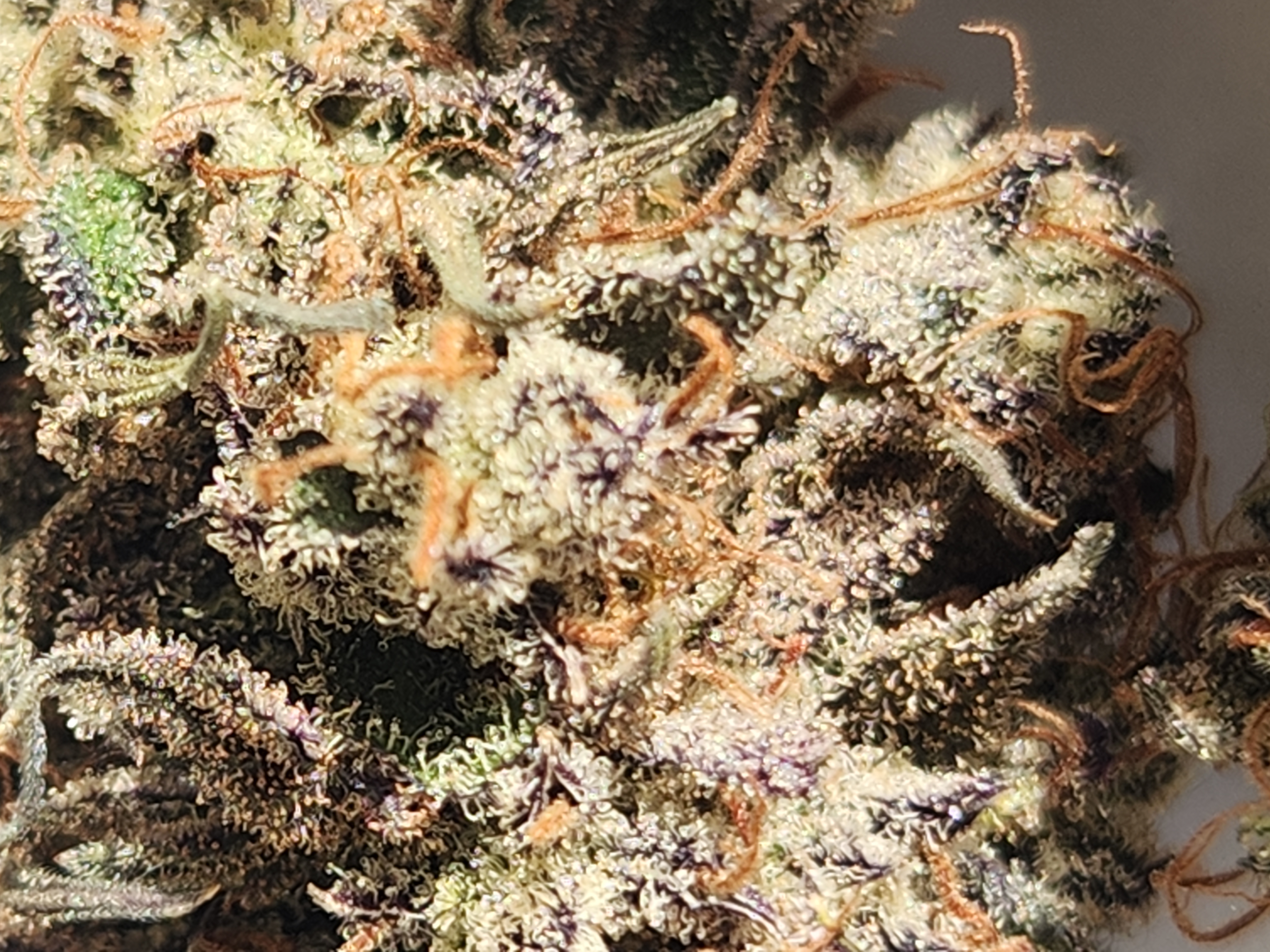 Mephisto Wedding x ManBearAlienPig 