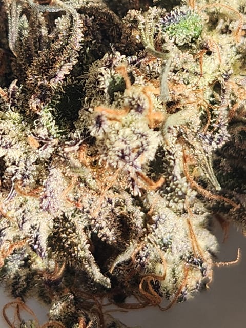 Mephisto Wedding x ManBearAlienPig 