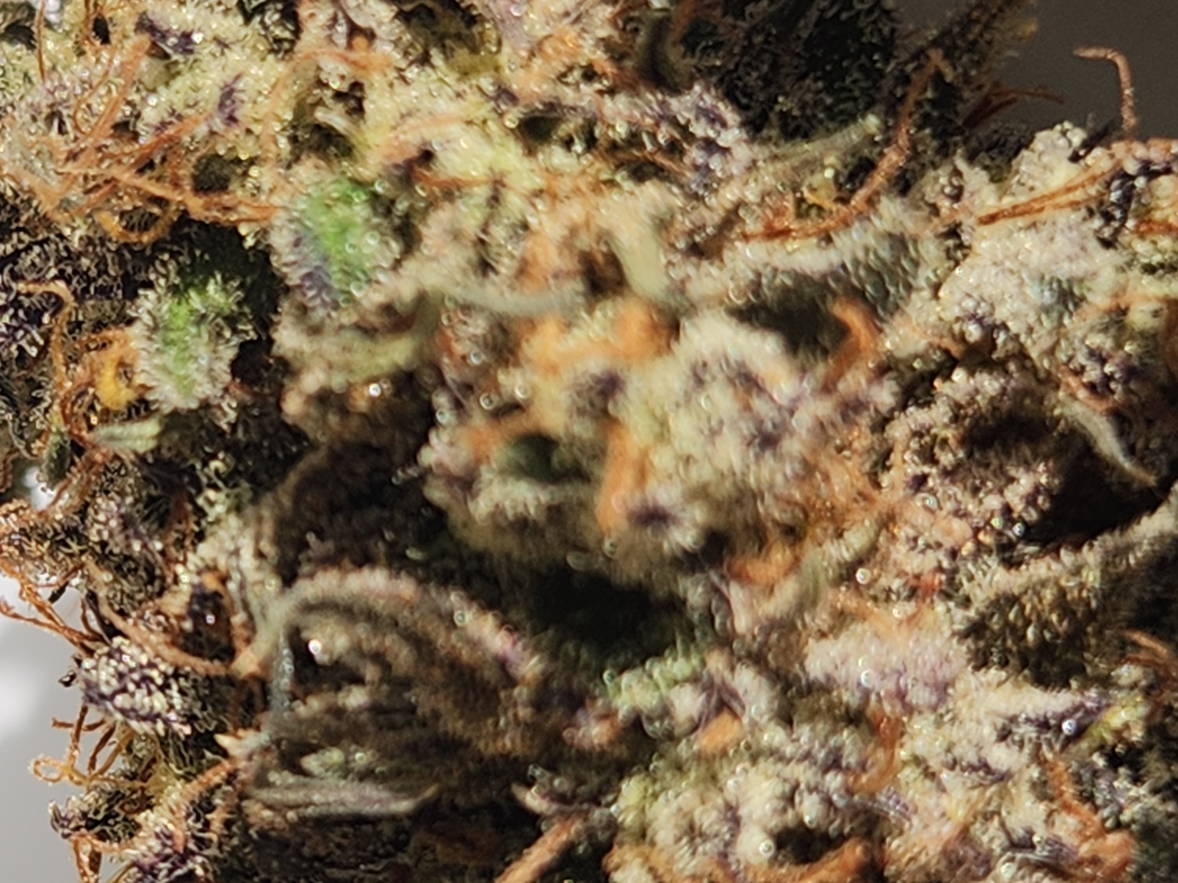 Mephisto Wedding x ManBearAlienPig β done, day 14