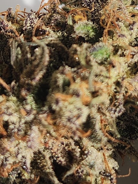 Mephisto Wedding x ManBearAlienPig — done, day 14