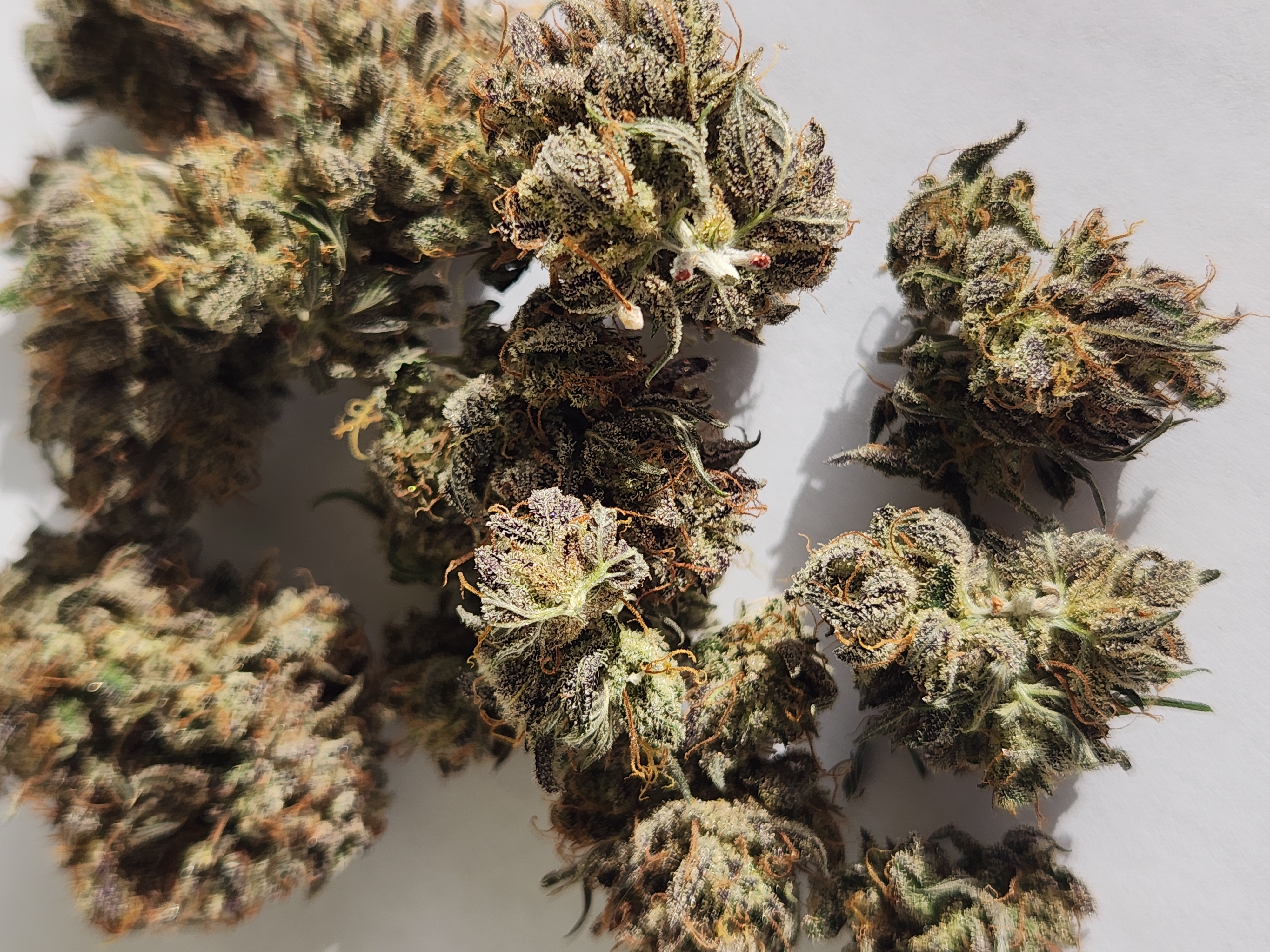 Mephisto Wedding x ManBearAlienPig β done, day 14