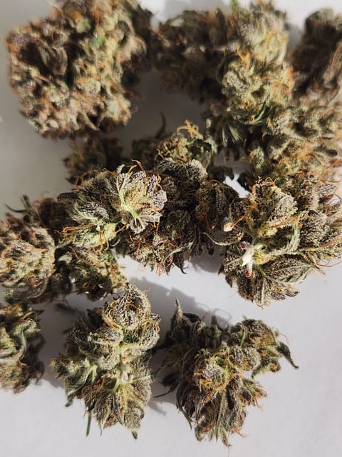 Mephisto Wedding x ManBearAlienPig — done, day 14
