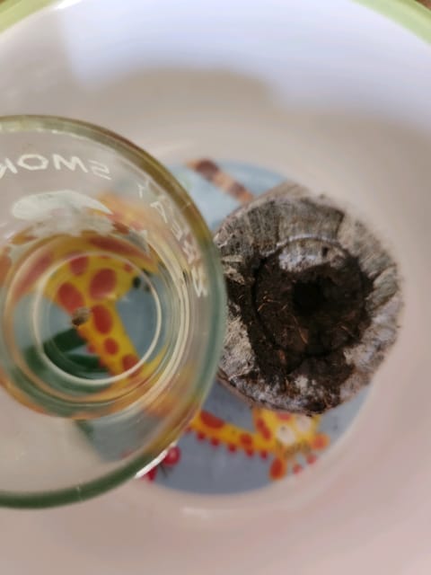 Mephisto Apple Crush in Nature's Living Soil — germination, day 1