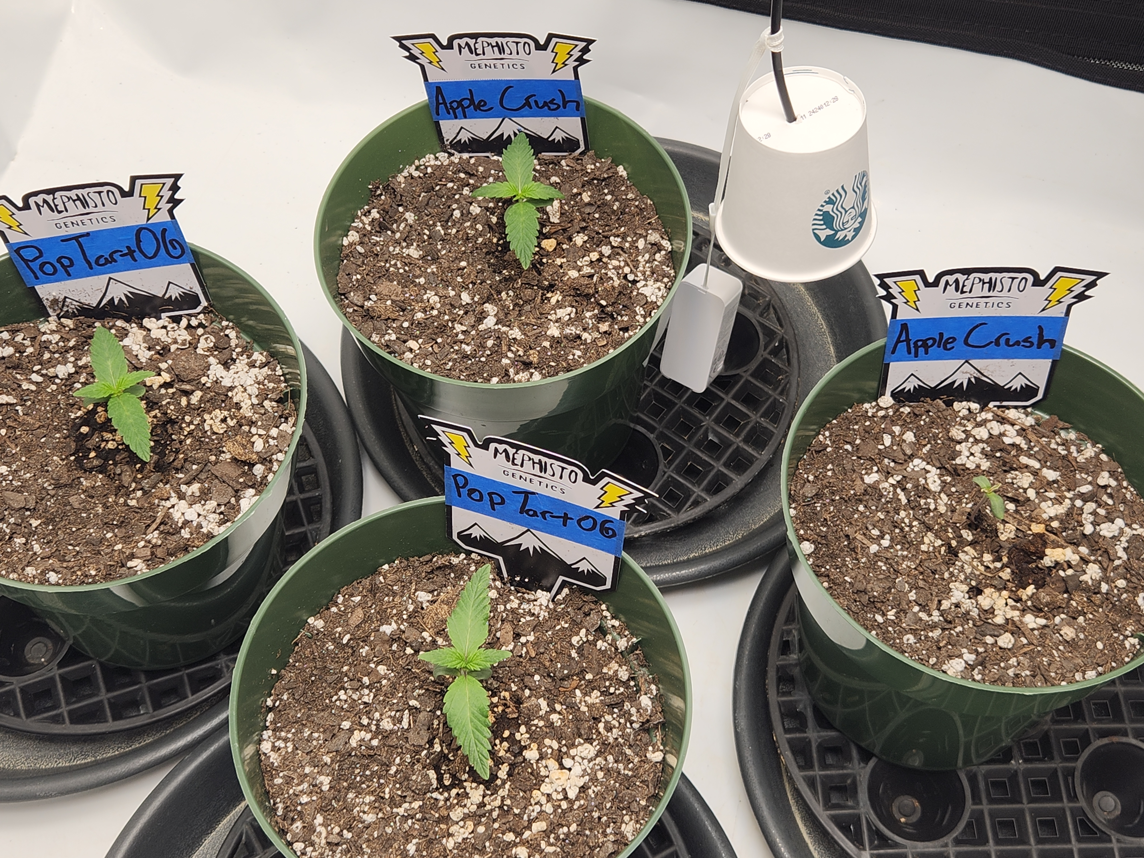 Mephisto Schoolyard Crush Grow-Pop tart OG and Apple Crush — seedling_rooting, day 16