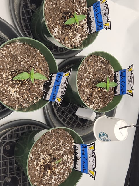 Mephisto Schoolyard Crush Grow-Pop tart OG and Apple Crush — seedling_rooting, day 16