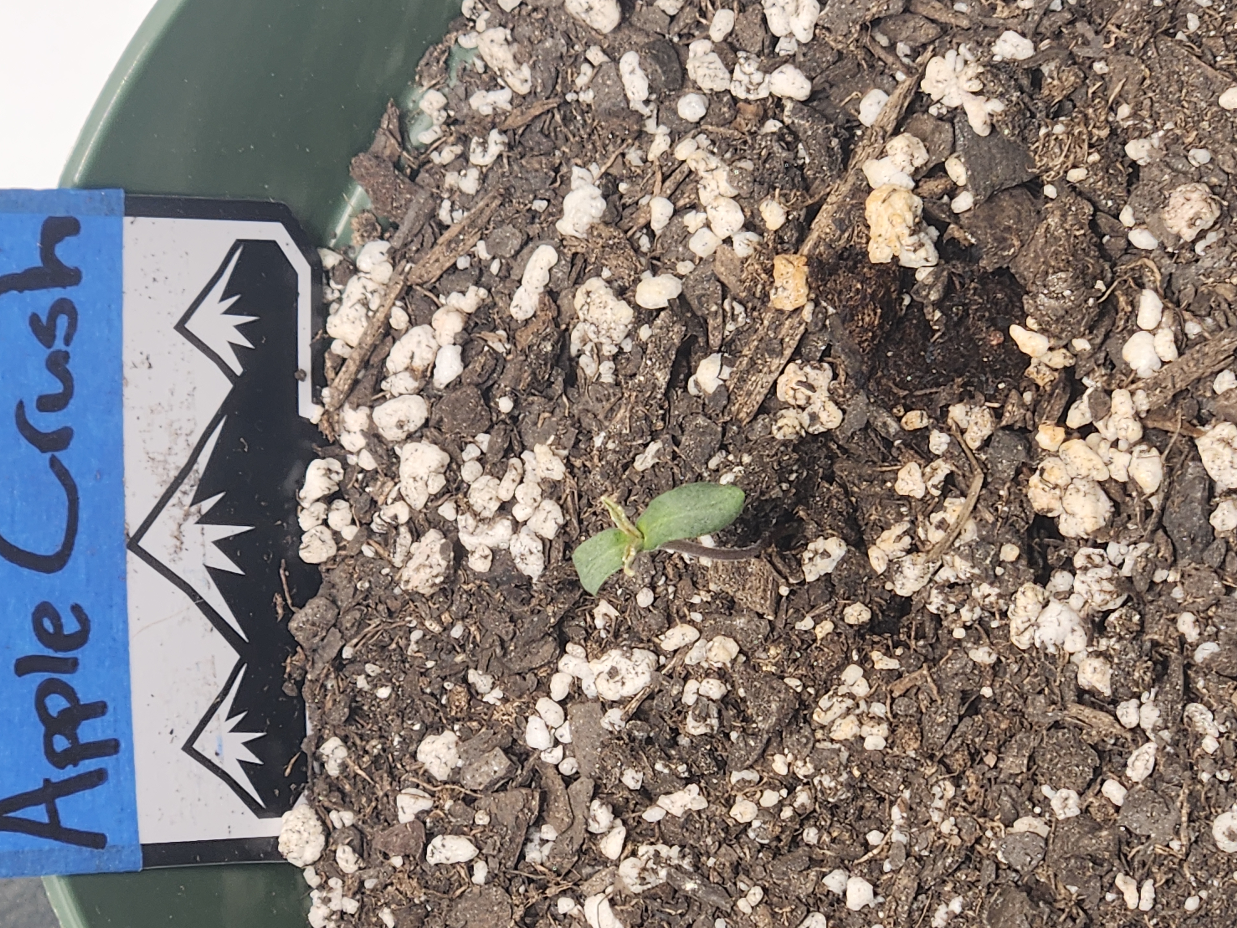 Mephisto Schoolyard Crush Grow-Pop tart OG and Apple Crush — seedling_rooting, day 16