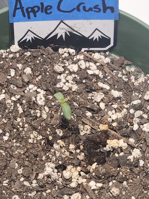 Mephisto Schoolyard Crush Grow-Pop tart OG and Apple Crush — seedling_rooting, day 16
