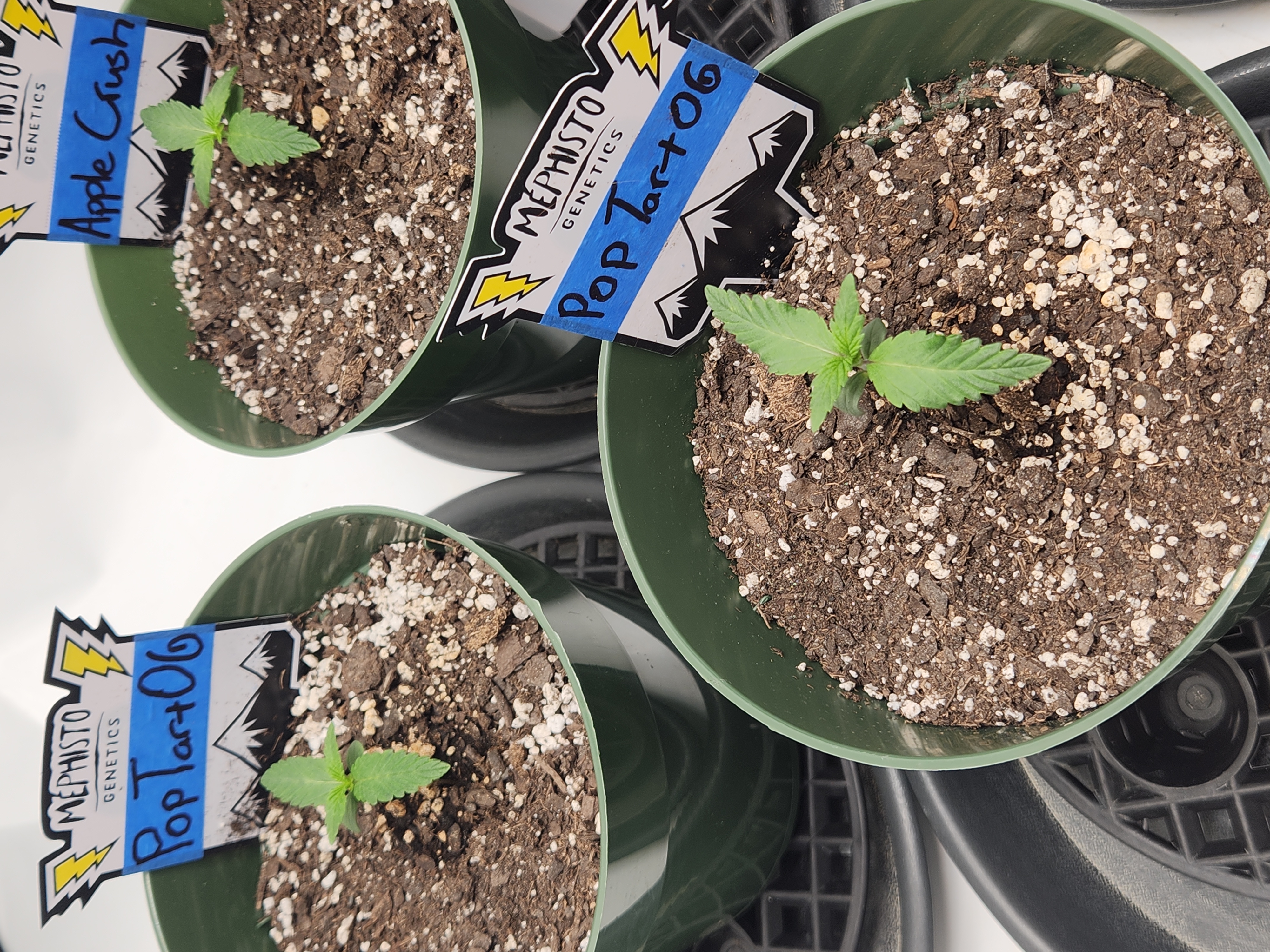 Mephisto Schoolyard Crush Grow-Pop tart OG and Apple Crush — seedling_rooting, day 16