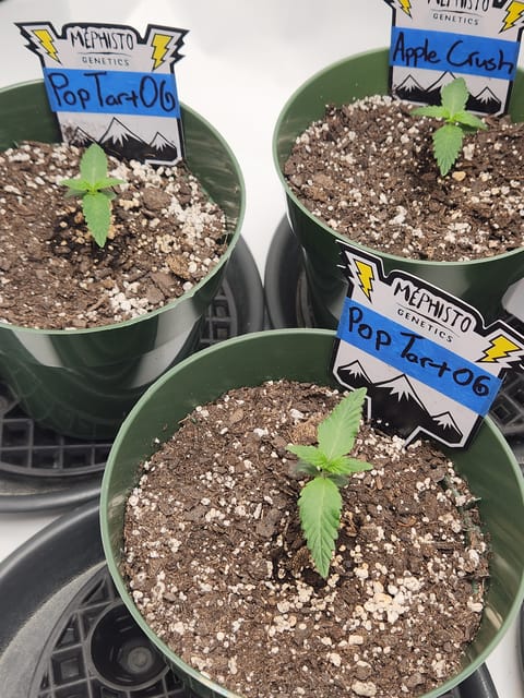 Mephisto Schoolyard Crush Grow-Pop tart OG and Apple Crush — seedling_rooting, day 16