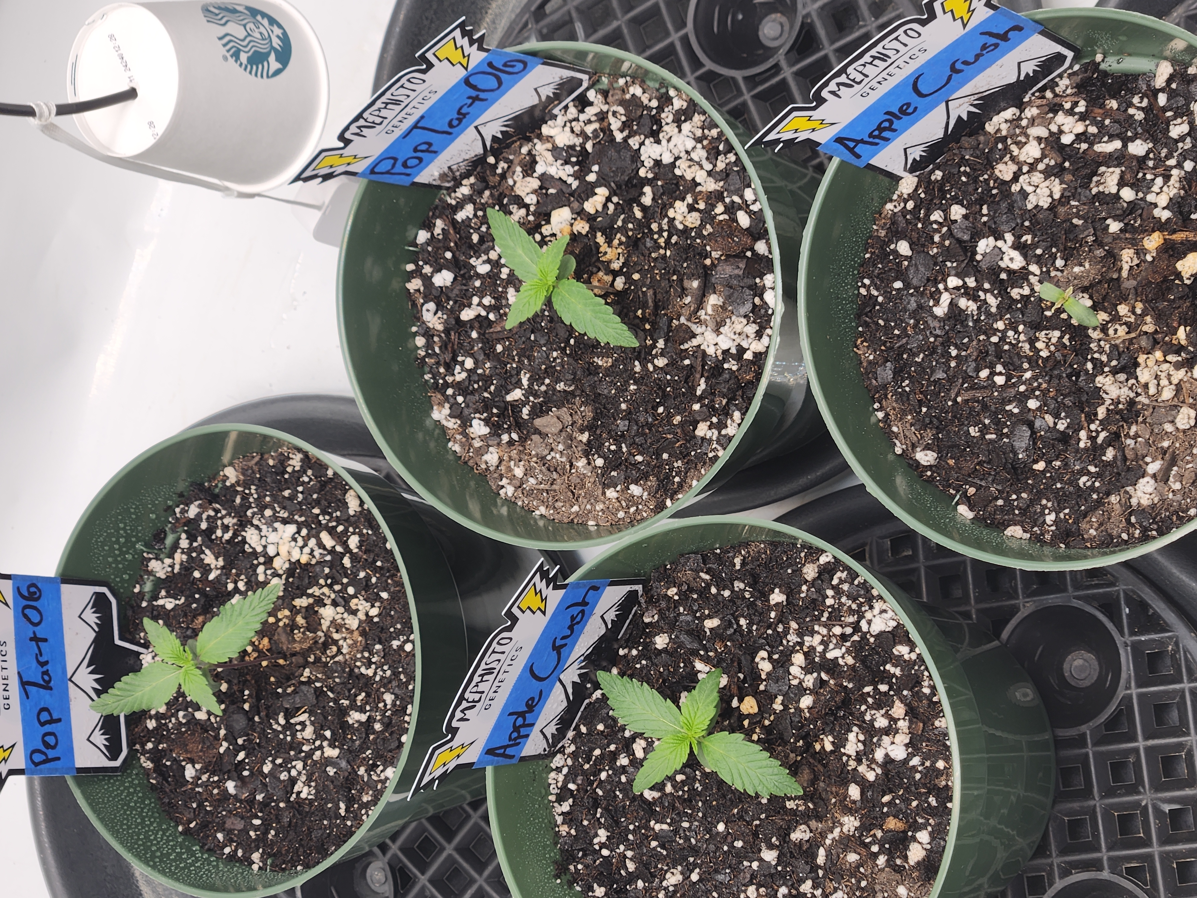 Mephisto Schoolyard Crush Grow-Pop tart OG and Apple Crush — seedling_rooting, day 17