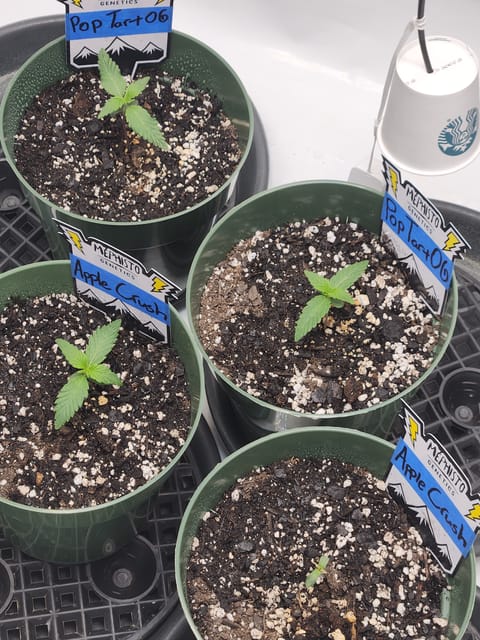 Mephisto Schoolyard Crush Grow-Pop tart OG and Apple Crush — seedling_rooting, day 17