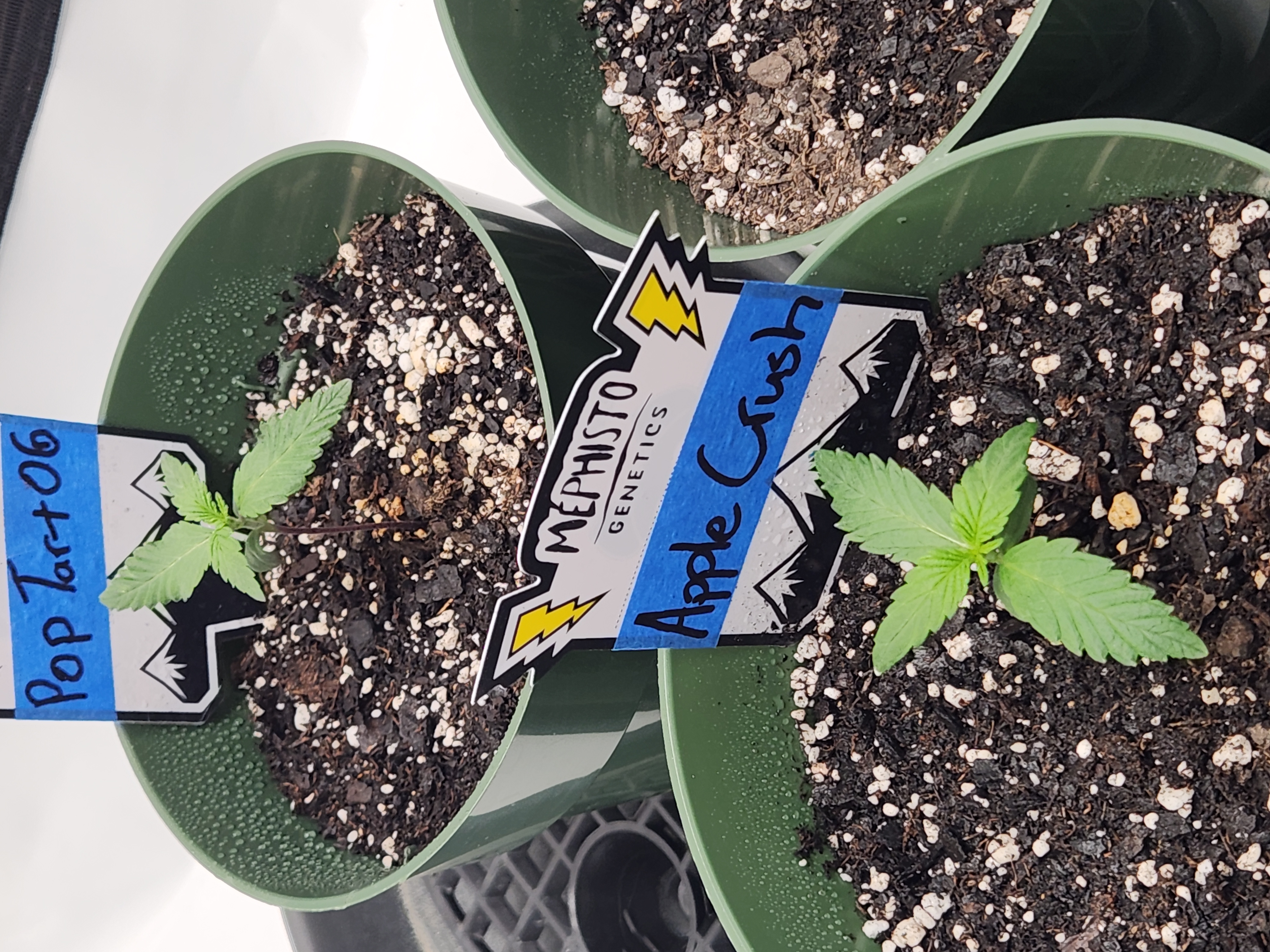 Mephisto Schoolyard Crush Grow-Pop tart OG and Apple Crush — seedling_rooting, day 17