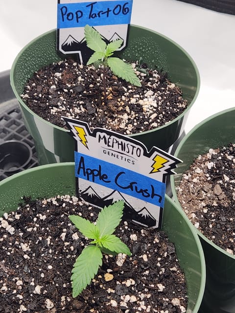 Mephisto Schoolyard Crush Grow-Pop tart OG and Apple Crush — seedling_rooting, day 17