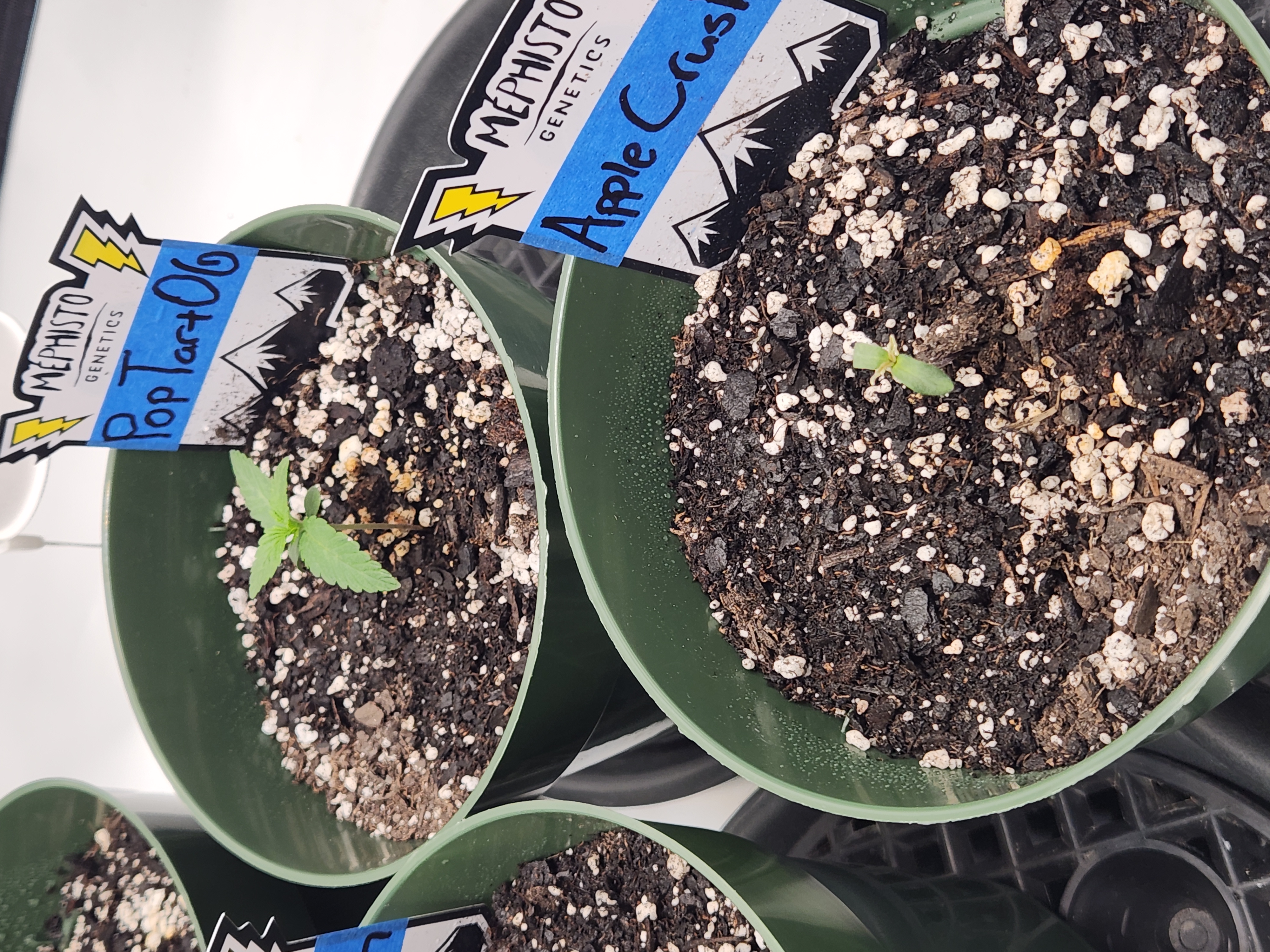 Mephisto Schoolyard Crush Grow-Pop tart OG and Apple Crush — seedling_rooting, day 17