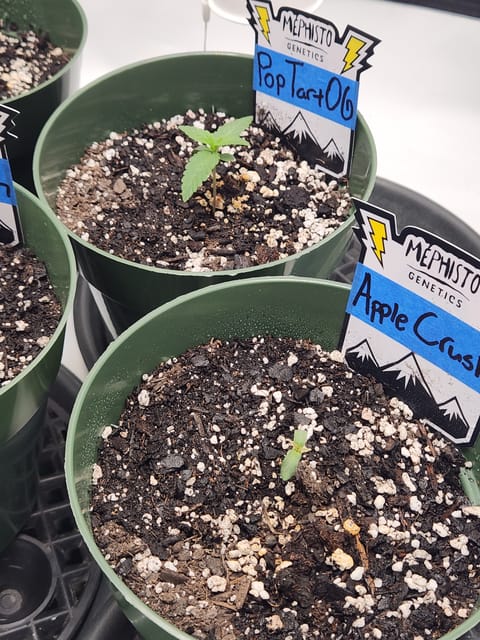 Mephisto Schoolyard Crush Grow-Pop tart OG and Apple Crush — seedling_rooting, day 17