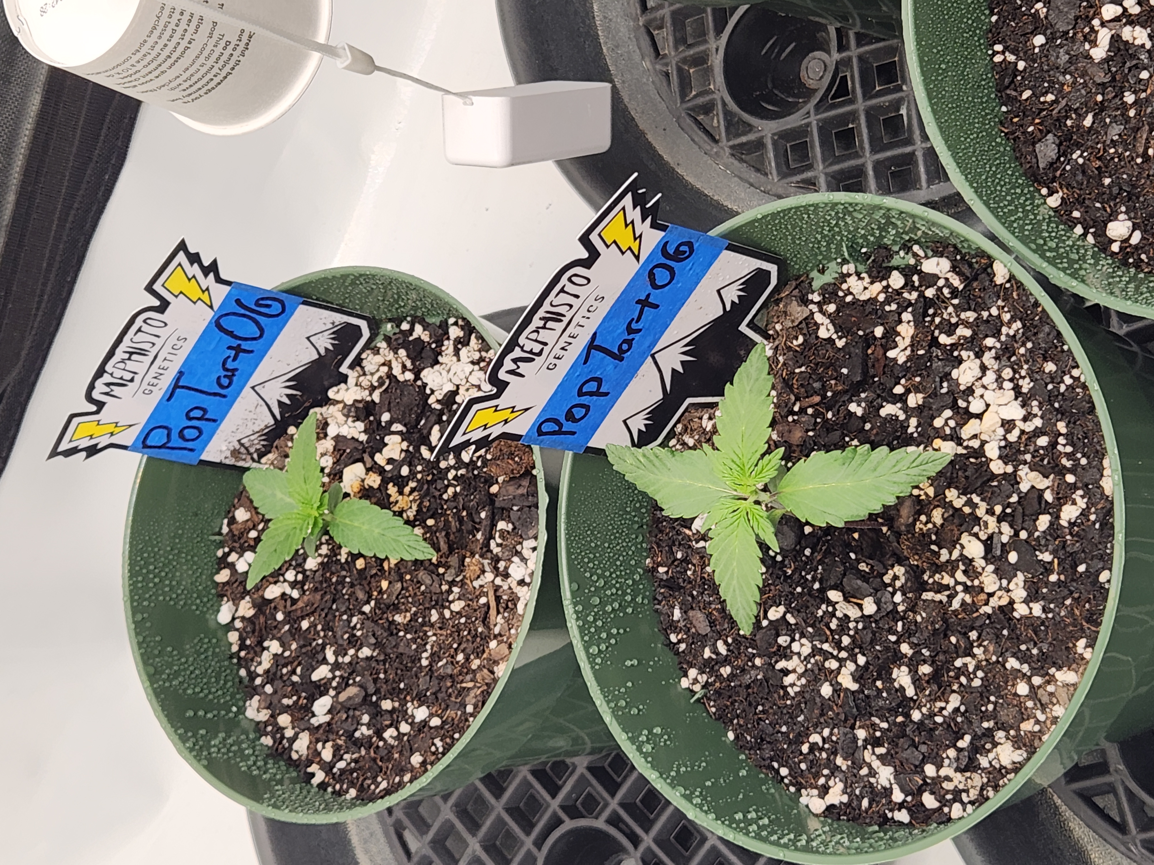 Mephisto Schoolyard Crush Grow-Pop tart OG and Apple Crush — seedling_rooting, day 19