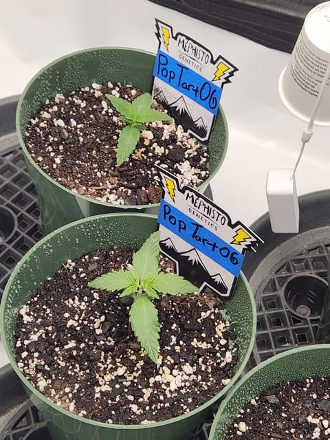 Mephisto Schoolyard Crush Grow-Pop tart OG and Apple Crush — seedling_rooting, day 19