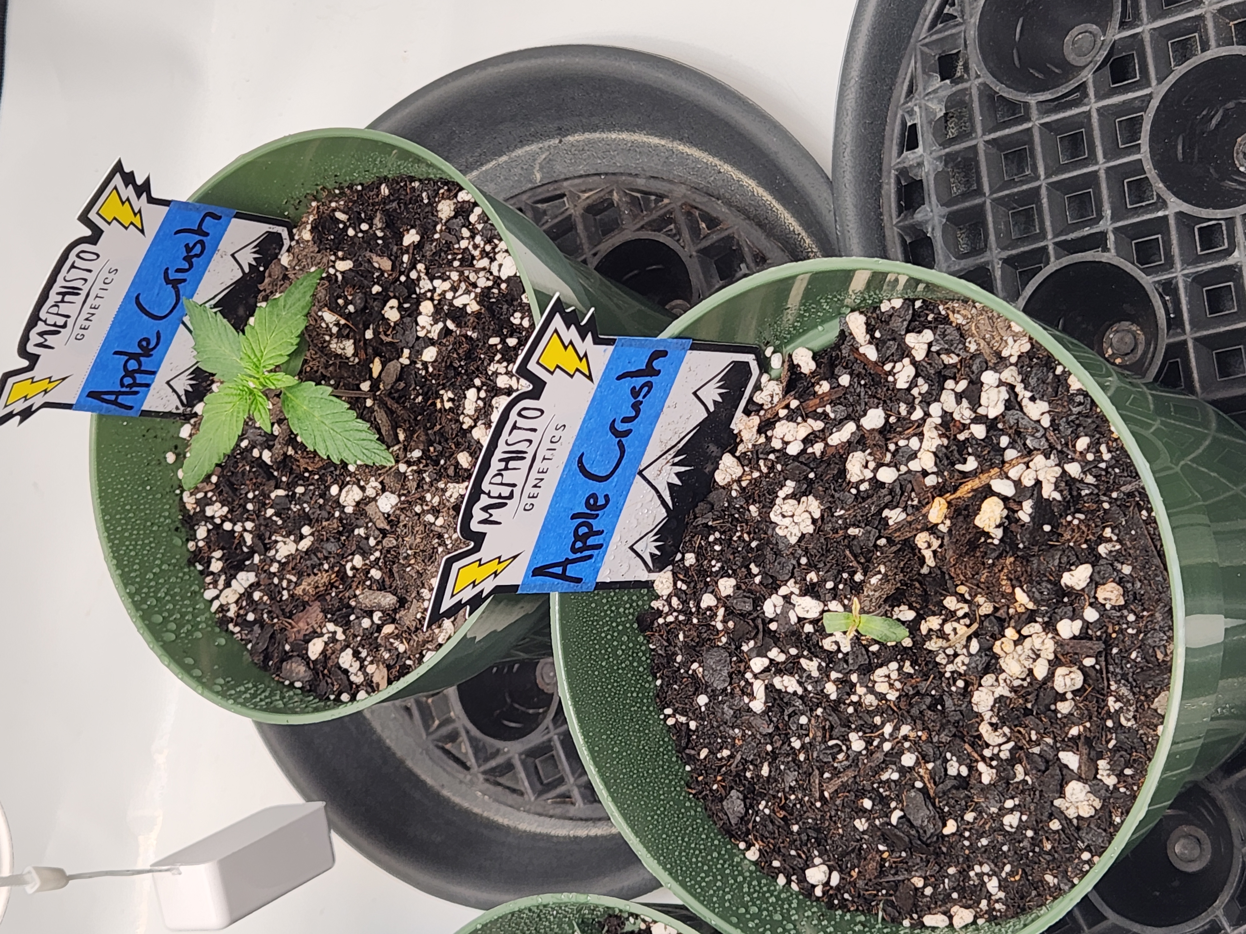 Mephisto Schoolyard Crush Grow-Pop tart OG and Apple Crush — seedling_rooting, day 19