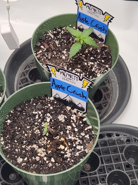 Mephisto Schoolyard Crush Grow-Pop tart OG and Apple Crush — seedling_rooting, day 19
