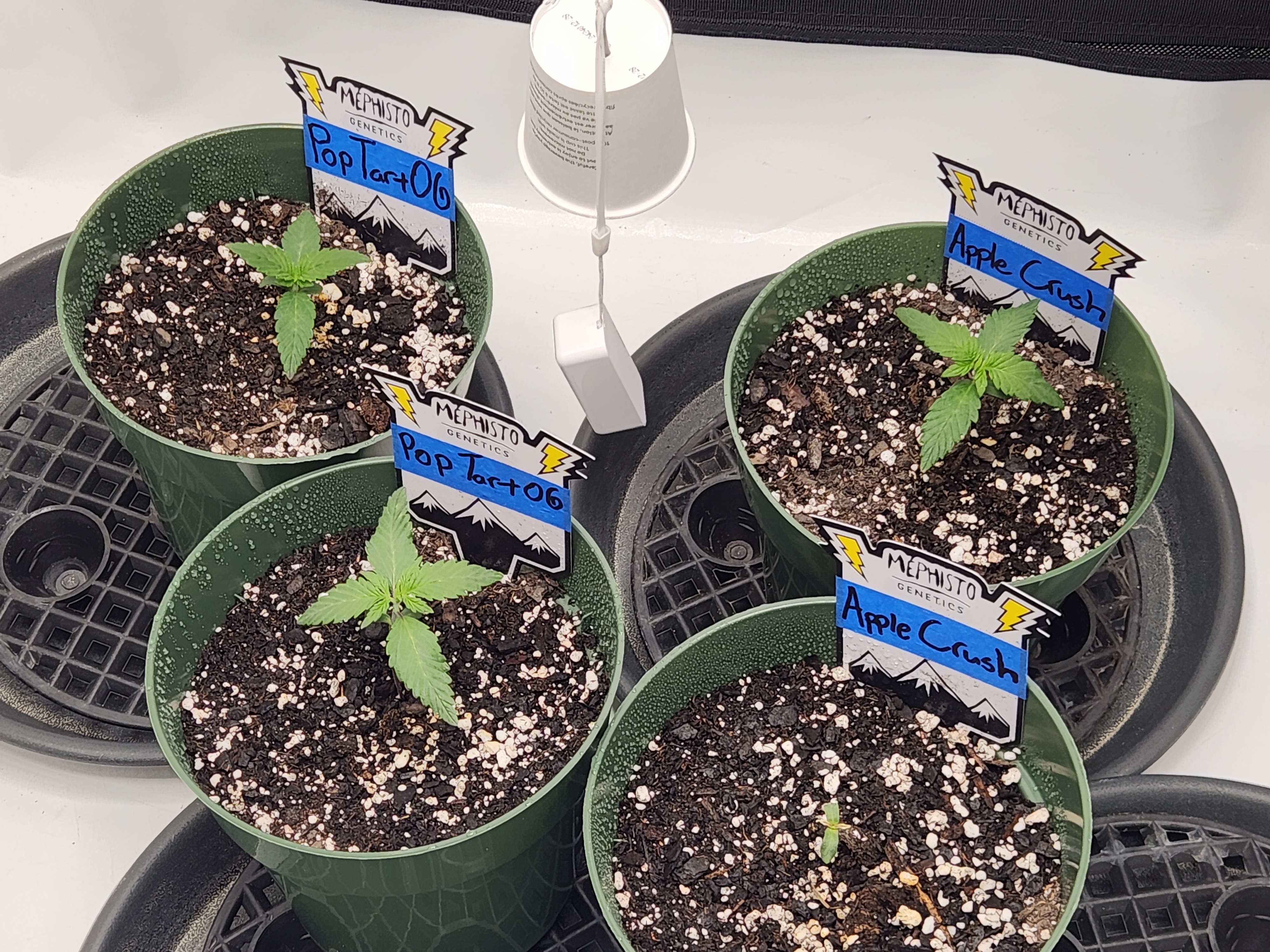 Mephisto Schoolyard Crush Grow-Pop tart OG and Apple Crush — seedling_rooting, day 19