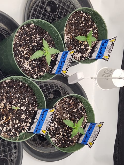 Mephisto Schoolyard Crush Grow-Pop tart OG and Apple Crush — seedling_rooting, day 19