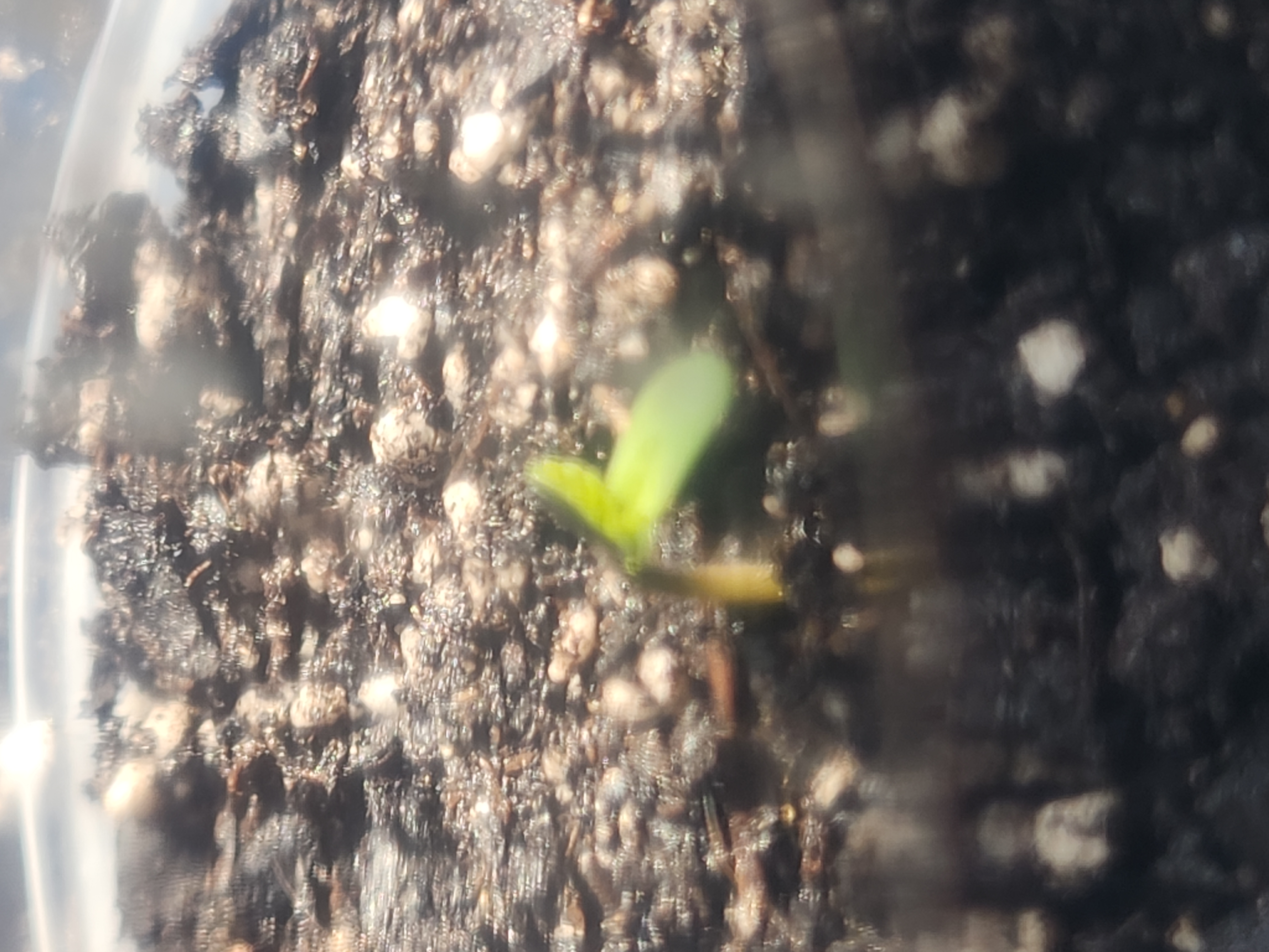 Mephisto Apple Crush in Nature's Living Soil  — germination, day 5