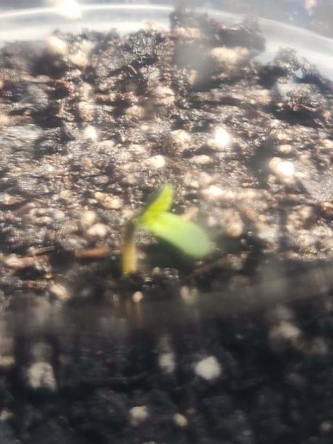 Mephisto Apple Crush in Nature's Living Soil — germination, day 5