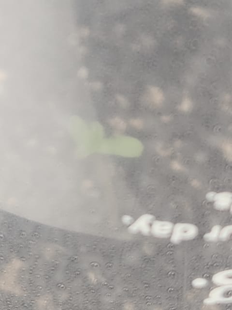 Mephisto Apple Crush in Nature's Living Soil — germination, day 5