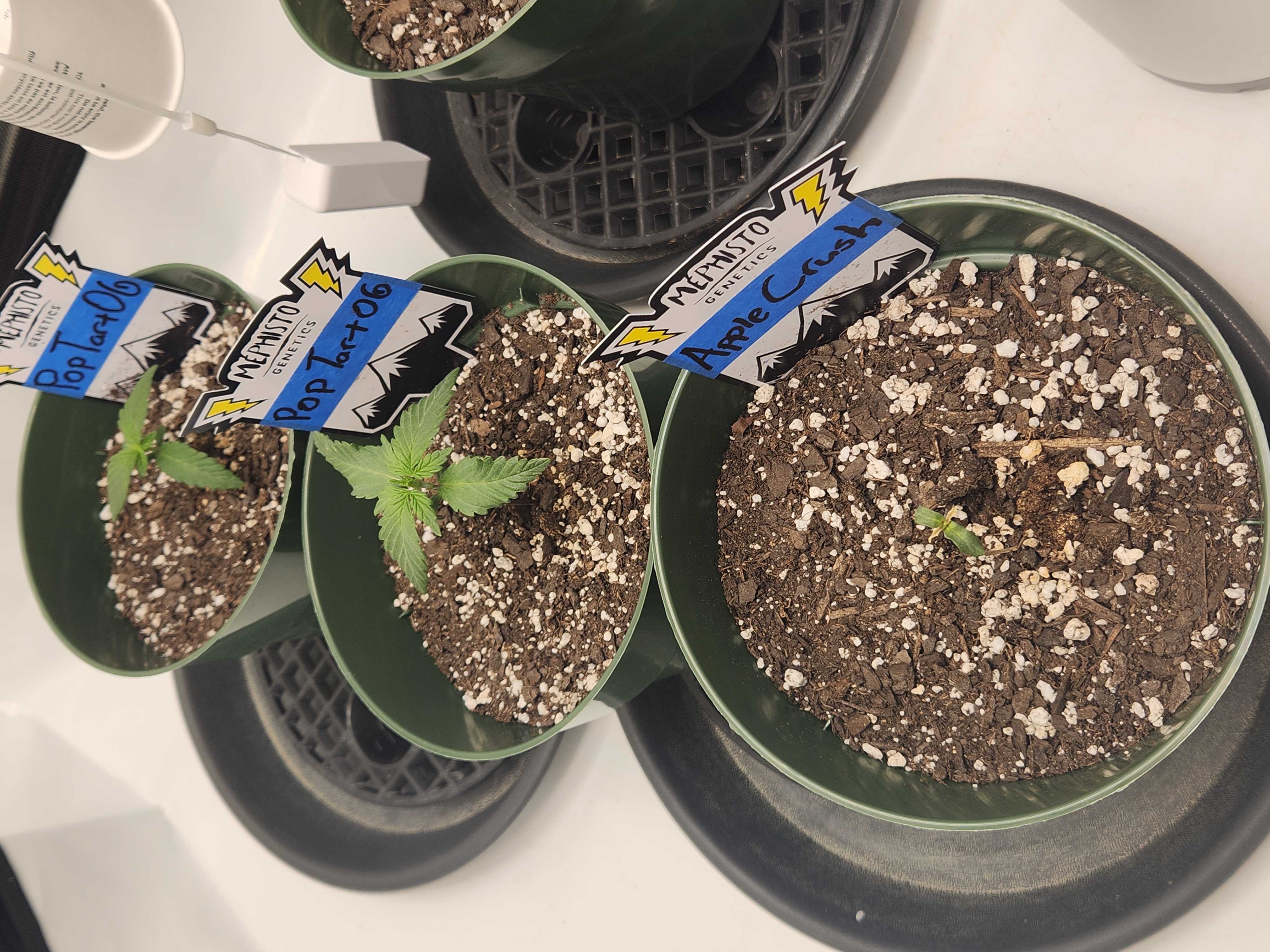 Mephisto Schoolyard Crush Grow-Pop tart OG and Apple Crush — seedling_rooting, day 20