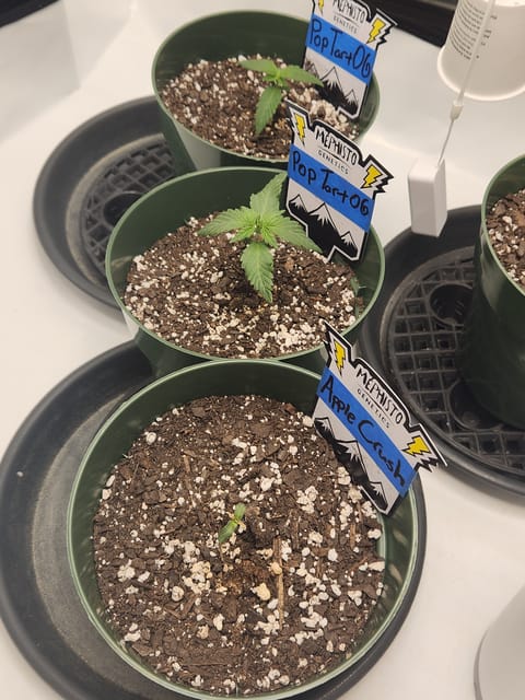 Mephisto Schoolyard Crush Grow-Pop tart OG and Apple Crush — seedling_rooting, day 20