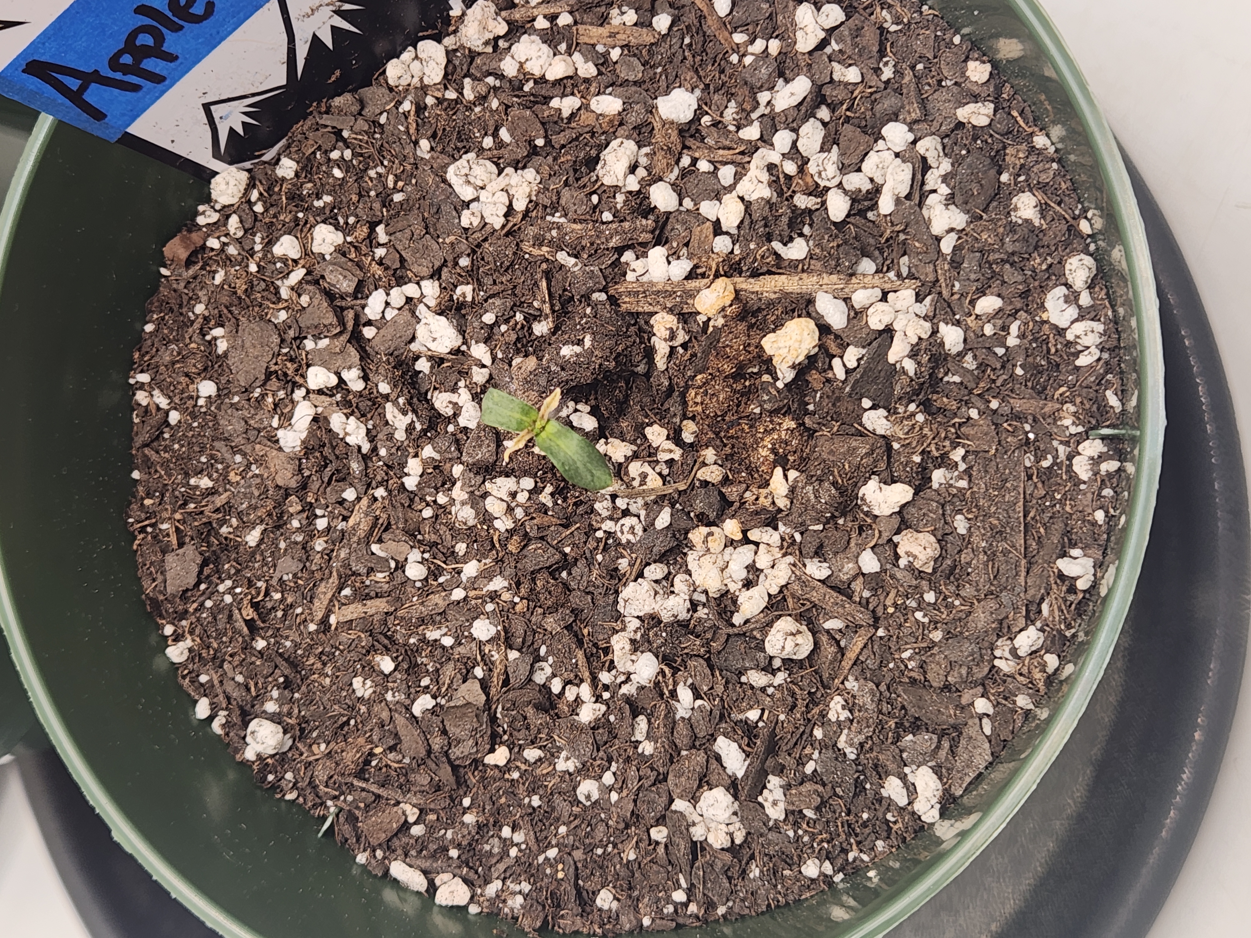 Mephisto Schoolyard Crush Grow-Pop tart OG and Apple Crush — seedling_rooting, day 20