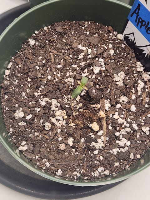 Mephisto Schoolyard Crush Grow-Pop tart OG and Apple Crush — seedling_rooting, day 20