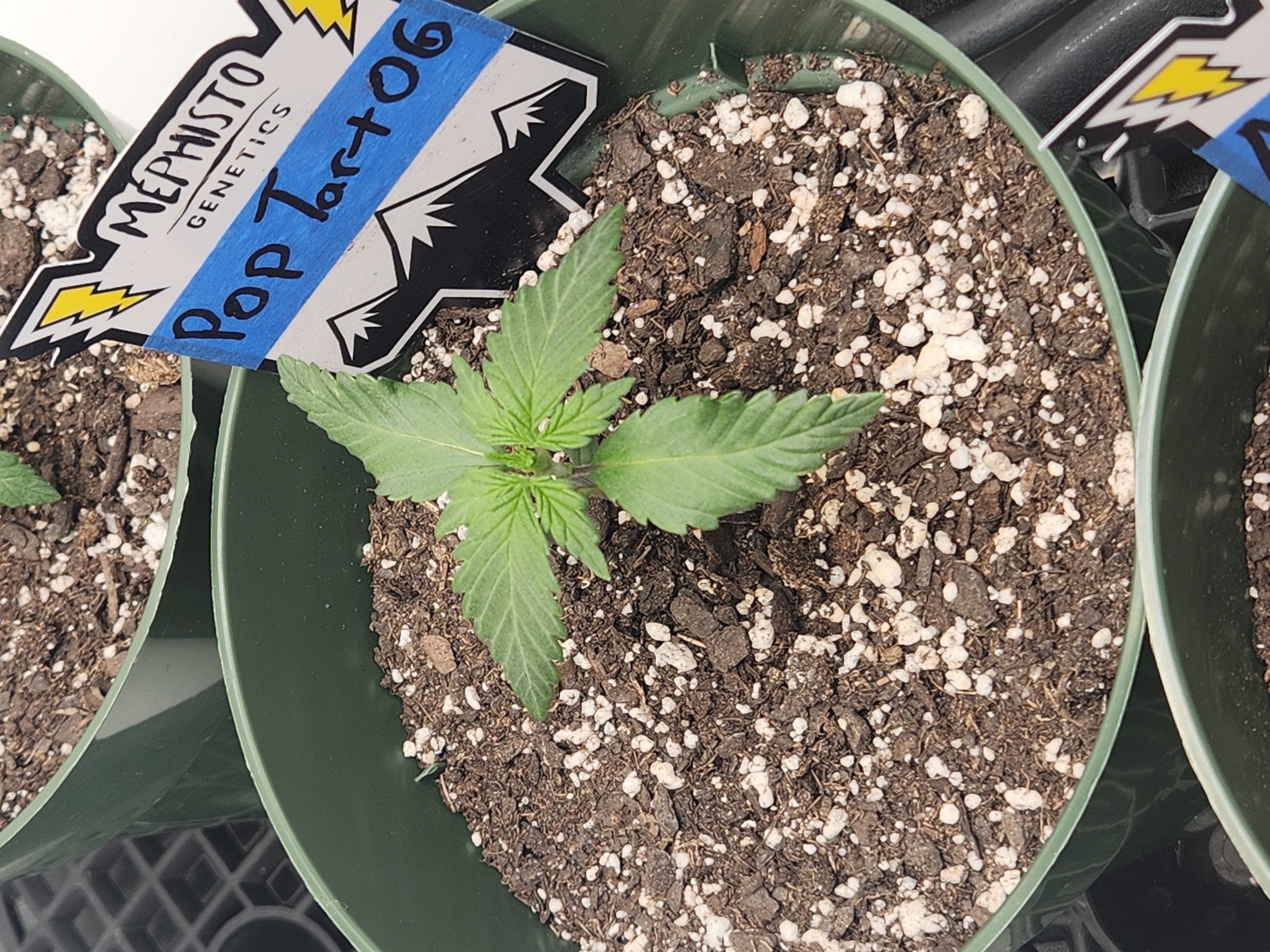 Mephisto Schoolyard Crush Grow-Pop tart OG and Apple Crush — seedling_rooting, day 20