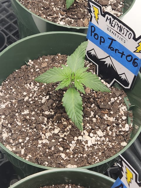 Mephisto Schoolyard Crush Grow-Pop tart OG and Apple Crush — seedling_rooting, day 20
