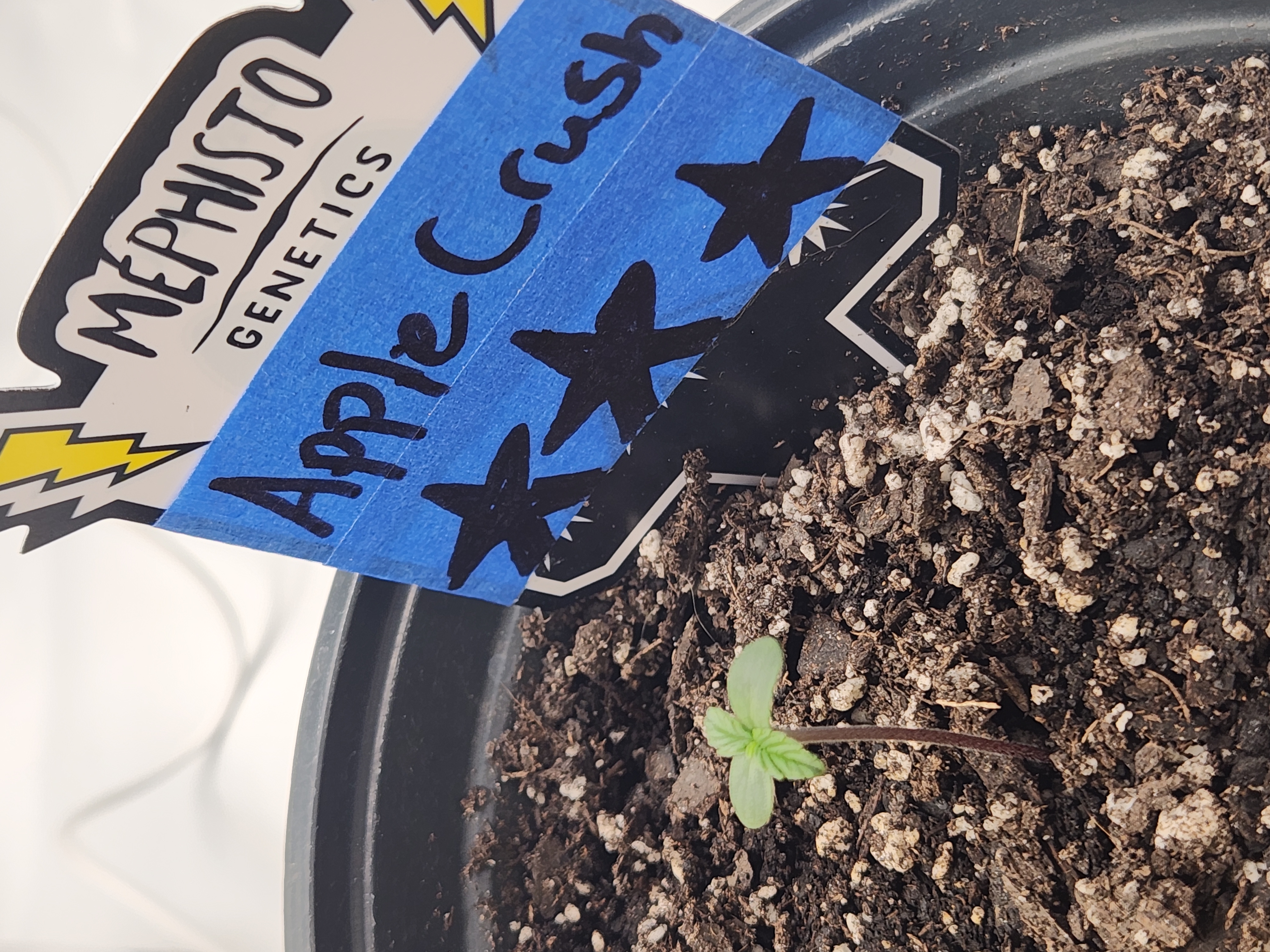 Mephisto Apple Crush in Nature's Living Soil  — seedling_rooting, day 7