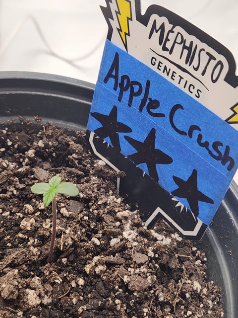 Mephisto Apple Crush in Nature's Living Soil — seedling_rooting, day 7