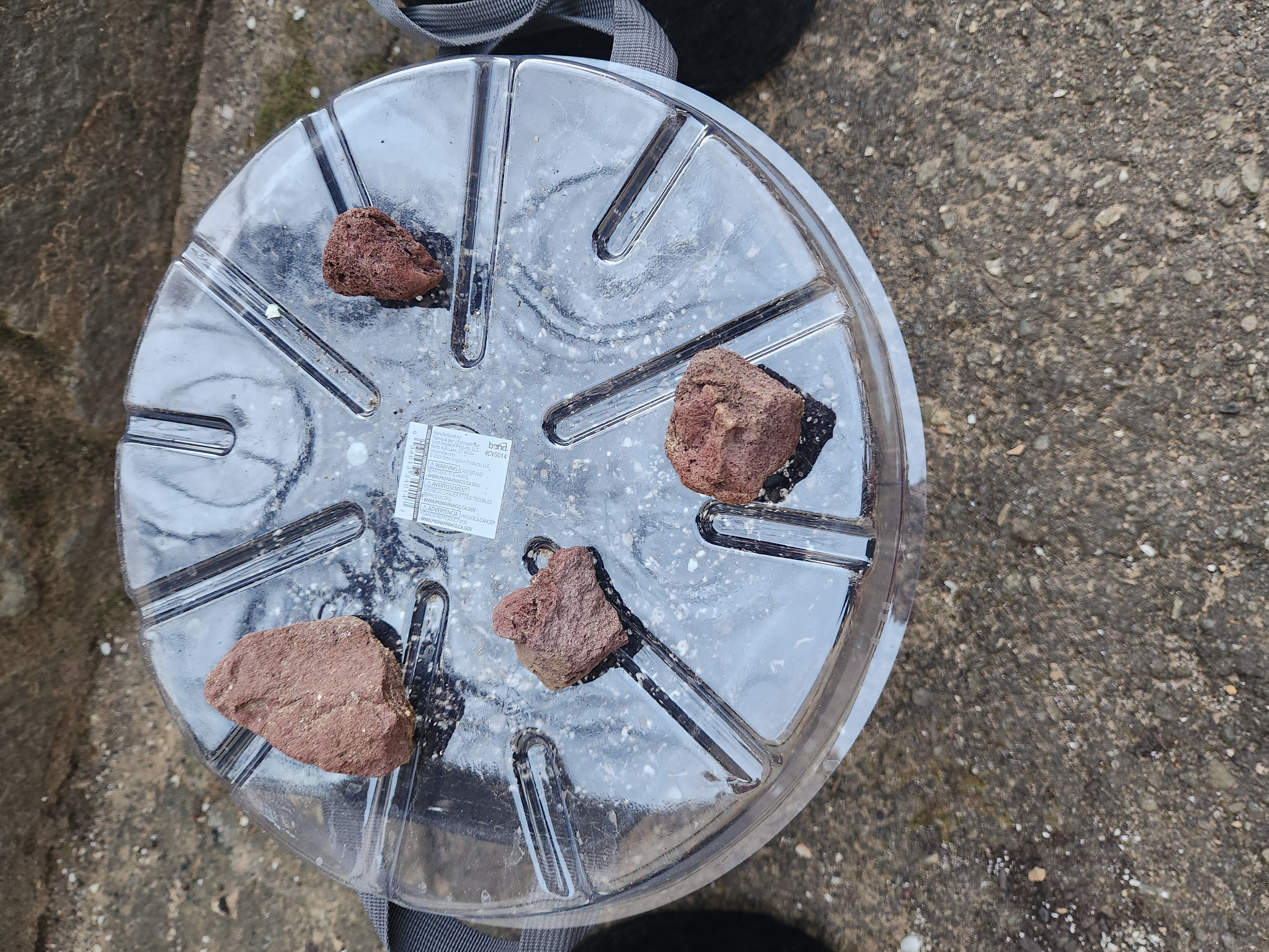 Mephisto Schoolyard Crush Grow-Pop tart OG and Apple Crush — seedling_rooting, day 22