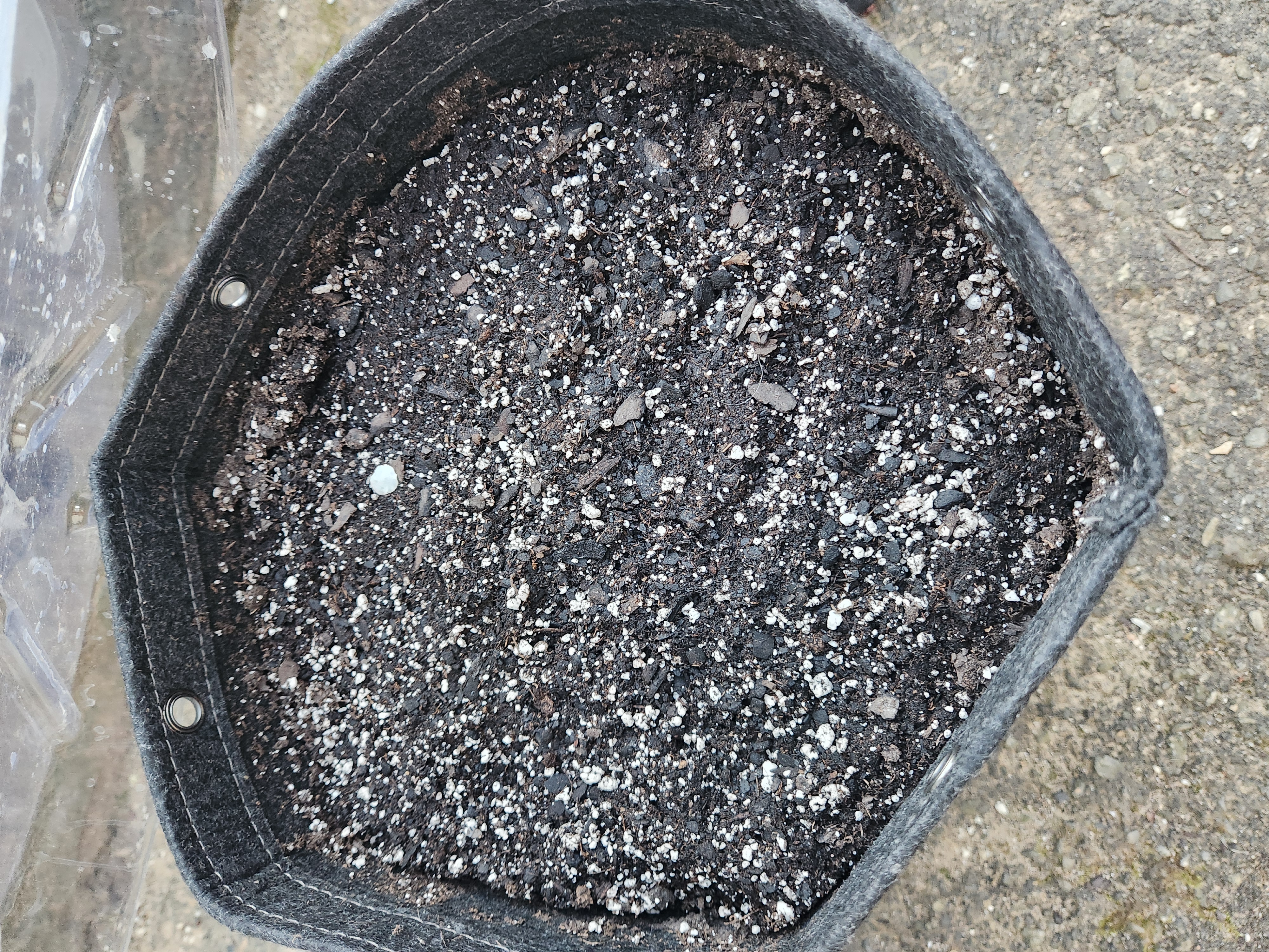 Mephisto Schoolyard Crush Grow-Pop tart OG and Apple Crush — seedling_rooting, day 22