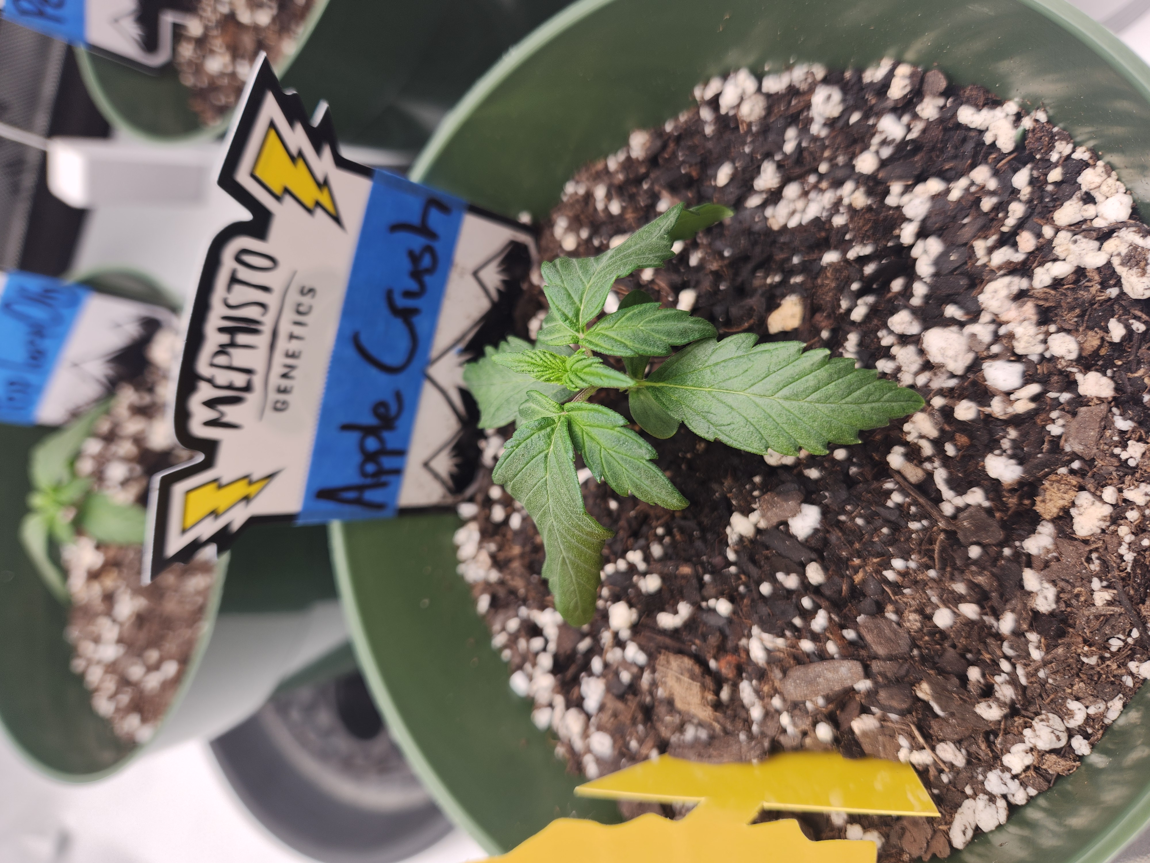 Mephisto Schoolyard Crush Grow-Pop tart OG and Apple Crush — seedling_rooting, day 22