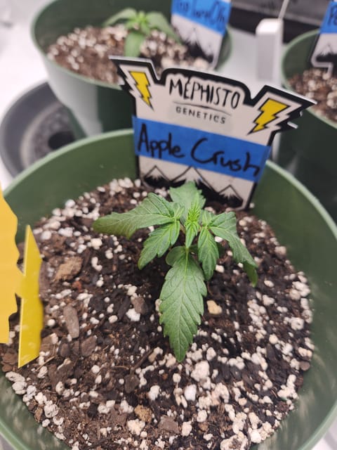 Mephisto Schoolyard Crush Grow-Pop tart OG and Apple Crush — seedling_rooting, day 22
